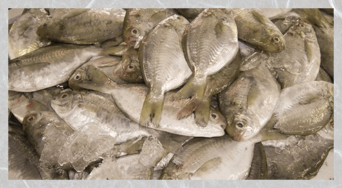 原料魚は生魚を使用